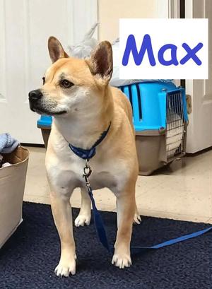 Max, Shiba Inu / French Bulldog, young, available for adoption