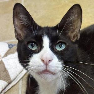 Hopper, adult, available for adoption