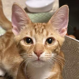 Bisquick, kitten, available for adoption