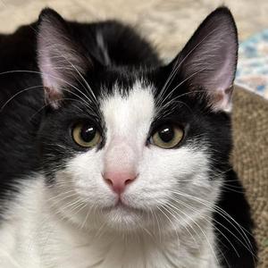 Billy Idol, kitten, available for adoption