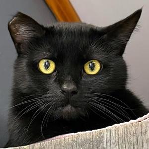 Johnny, adult, available for adoption