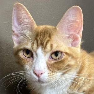 Chicken, kitten, available for adoption