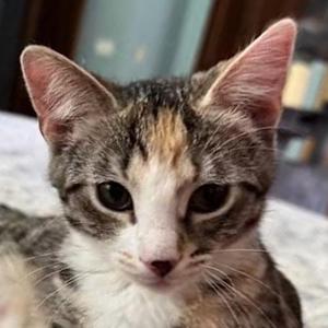 Cherry, kitten, available for adoption