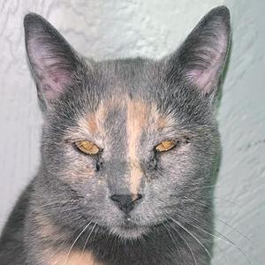 close-up of a gray cat with orange markings on its face