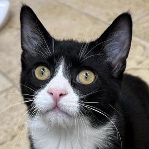 Chip, kitten, available for adoption