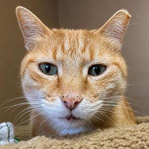 Close-up of an orange tabby cat with green eyes, looking directly at the camera.
