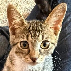 Lentil, kitten, available for adoption