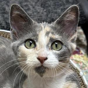 A close-up of a gray and white cat with green eyes, looking directly at the camera.