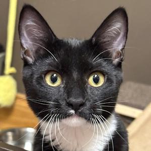 Joan Jett, kitten, available for adoption