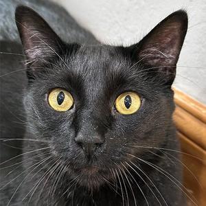 Binx, adult, available for adoption