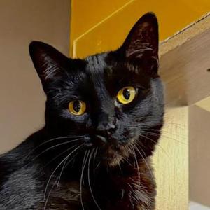 Binx, adult, available for adoption