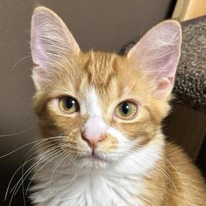 Buttermilk, kitten, available for adoption