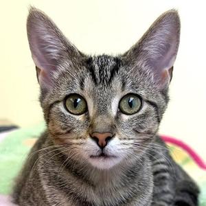 A close-up of a tabby cat with green eyes looking directly at the camera.