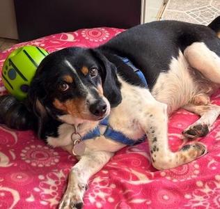Remington, Hound / Beagle, adult, available for adoption