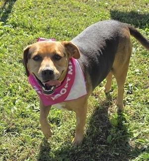 Gypsy, Hound, adult, available for adoption