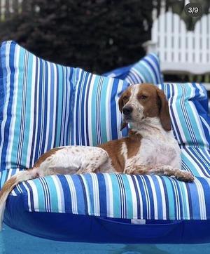 Luna, Hound, senior, available for adoption