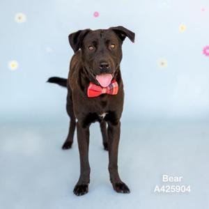 A black dog wearing a red bowtie, standing on a light blue background with colorful dots.