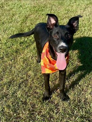 ATHOS, Labrador Retriever / Boxer, adult, available for adoption