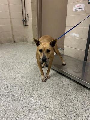 A brown dog on a leash standing on a scale in a room with tiled walls.