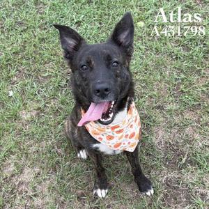 A black dog with a white chest and paws, wearing a bandana with a pattern of orange and white, sitting on grass. The dog has its tongue out and is looking directly at the camera.