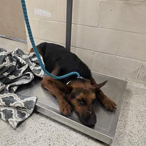 A433289, German Shepherd Dog, adult, available for adoption