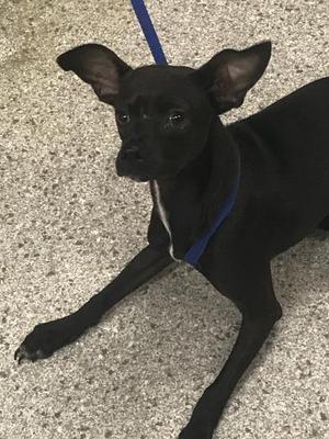 A432612, Chihuahua / Whippet, young, available for adoption