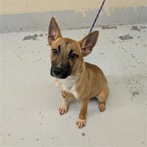 a brown and white dog sitting on a concrete floor