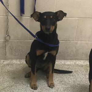 A black and tan dog with floppy ears sitting on a concrete floor, wearing a blue leash.
