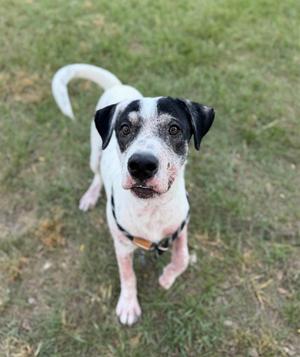 A black and white dog with a white patch on its face and a white tail is standing on a grassy field. The dog is looking up at the camera with its ears perked up. It is wearing a collar with a tag.