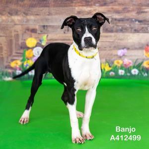 BANJO, American Pit Bull Terrier, adult, available for adoption