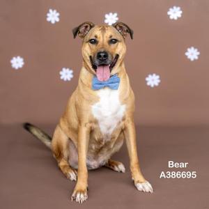 A brown and white dog with a blue bowtie sitting on a brown background with white snowflake patterns.