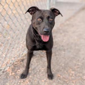 a black dog standing on a gravel surface with a chain-link fence in the background