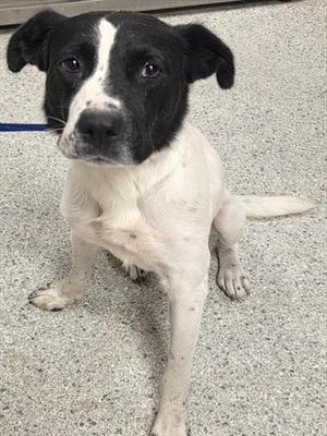 A black and white dog sitting on a gray carpeted floor, looking directly at the camera.