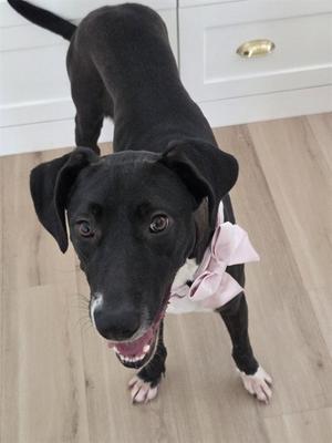 ANTONIA, Great Dane, adult, available for adoption