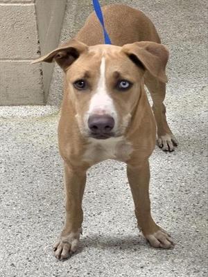 A brown dog with blue eyes and a white stripe on its face, standing on a concrete surface.