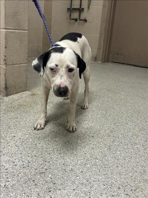 a black and white dog on a leash
