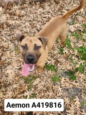A brown dog with a pink tongue sticking out, standing on a leaf-covered ground.