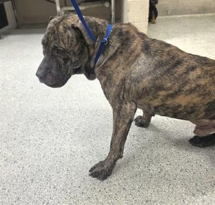 A433396, Cane Corso Mastiff, adult, available for adoption