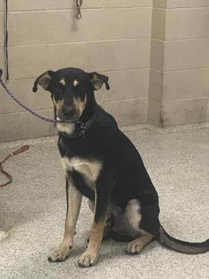 A black and tan dog sitting on a concrete floor with a purple leash attached to its collar.