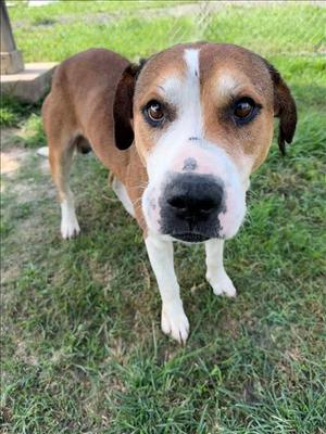A brown and white dog with a black nose and floppy ears standing on grass.