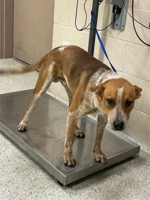 a brown and white dog standing on a scale