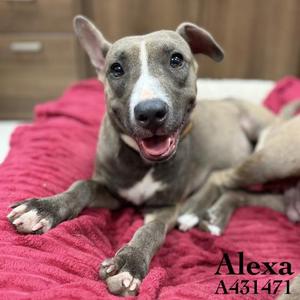 ALEXA, Pit Bull Terrier, adult, available for adoption
