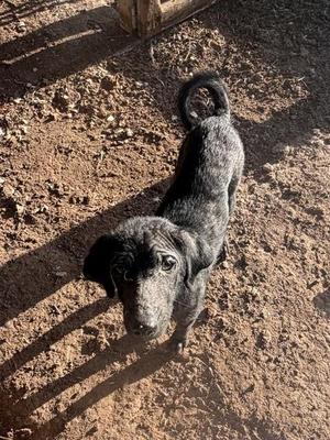 ARCHIE, Labrador Retriever, young, available for adoption