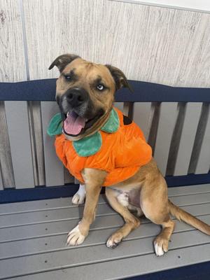 Barney, Mixed Breed, adult, available for adoption