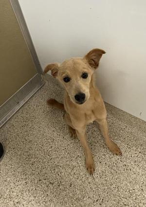 A light brown dog sitting on a speckled floor, looking up at the camera with its ears perked up.