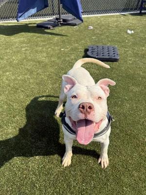 Atlas, Mixed Breed, adult, available for adoption