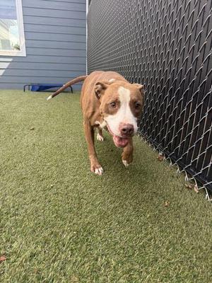 A brown and white dog running on artificial grass next to a chain-link fence.