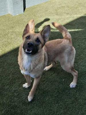 A brown and black dog standing on a green artificial turf, looking up with its mouth open and tail raised.
