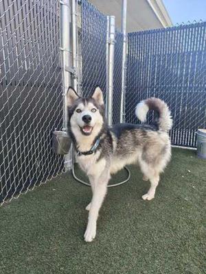 A husky dog standing on a green artificial turf surface, with a chain-link fence in the background. The dog has a black and white coat, blue eyes, and is wearing a collar. Its tail is curled up over its back.