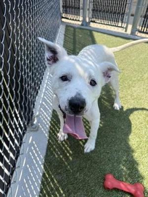 Cleo, Mixed Breed, adult, available for adoption